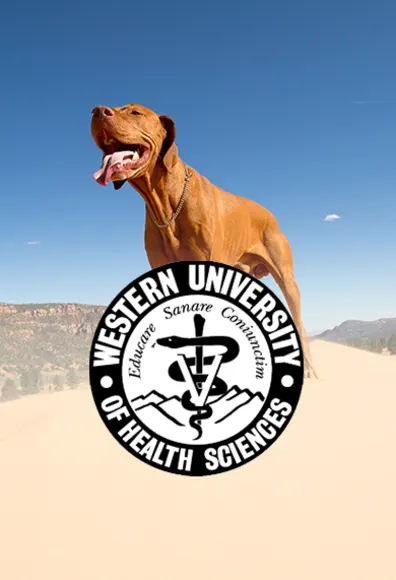 Western University college of vet medicine logo over image of dog in desert sand